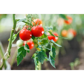 Tomato  (18)-336818-15302.webp